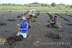 Tolak Tambang dengan Tanam Mangrove
