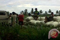 Bulog Bengkulu serap 300 ton gabah petani Mukomuko