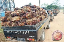 Pemerintah Diminta Beri Solusi Terkait Harga Sawit