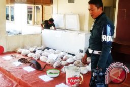 SPORC Kalbar Gagalkan Upaya Penyeludupan Trenggiling