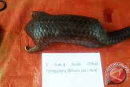 SPORC tangkap dua pedagang sisik trenggiling