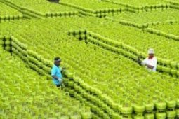 Koreksi Harga Gas Bersubsidi Lebih Efektif