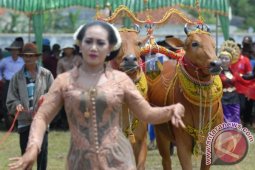 Festival Sapi Sonok