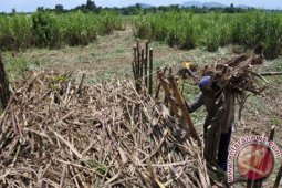 PTPN IX tanam tebu giling di Buleleng