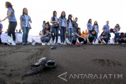 BCA Melepasliarkan Tukik