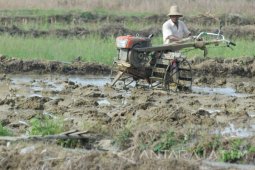 Surplus Lahan Padi Jatim