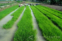 Target Produksi Padi 2017