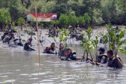 Prajurit Pasmar-1 Tanam 3.000 Bibit Bakau