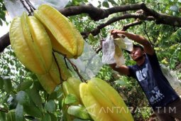 Produksi Blimbing Turun
