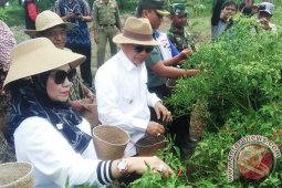 PANEN VAREITAS LOKAL CABE RAWIT