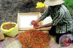 Pedasnya Cabai Hiyung Tapin Kalsel Kini Mendunia