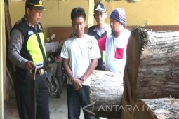Polres Situbondo Tangkap Pelaku Pembalakan Liar (Video)