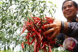 Klaster cabe merah binaan BI motivasi petani