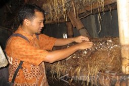 BI Sebut Manajemen UMKM Jamur Bantul Bisa Diadopsi di Kediri