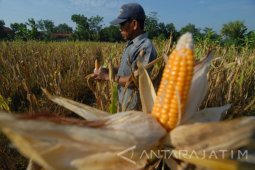 Harga Jagung Naik