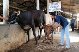 Menyusukan Anak Sapi