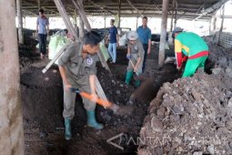 Kelompok Peternak Tuban Siap Pasok Daging Sapi