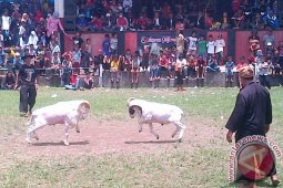 151 Domba Mengikuti Adu Ketangkasan di Garut
