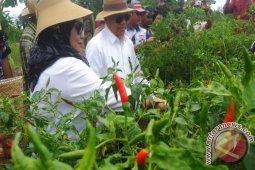 Pemkab Tapin Programkan Setiap Rumah Tanam Cabai