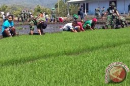 TNI AD cetak 152.000 Hektare sawah
