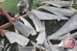 Perdagangan sirip hiu marak di Aceh Barat