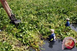 Eceng Gondok Terbawa Banjir Ke Rumah Warga