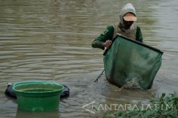 Cacing Sutra