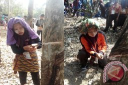 Harga Karet  HST Turun Drastis