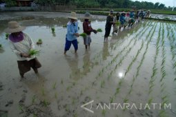 Buruh Tanam Padi