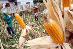 Harga Jagung Naik