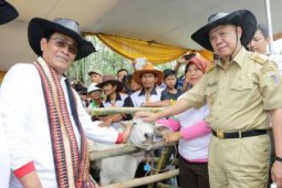 Lampung Panen 1.000 Sapi Hasil Inseminasi Buatan
