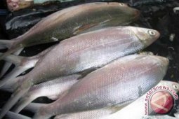 Harga Ikan Di Gorontalo Naik