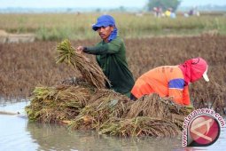 Produksi Padi Karawang Dikhawatirkan Terganggu Akibat Banjir