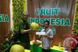 Jambi pamerkan Jeruk Pamelo Astano di "Fruit Indonesia"