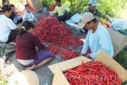 BI: Petani Cabai di Jember Dapat Asuransi Pertanian
