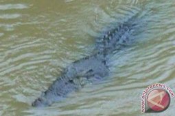 Warga resah kawanan buaya muncul di tepian mandi