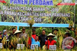 Bupati Merangin panen padi di desa Rasau