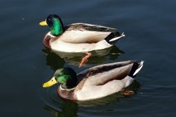 Duck Syndrome: tenang di luar, gerak di dalam