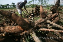 harga Singkong Turun