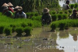 Mulai Tanam Padi
