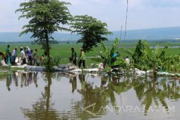 Ratusan warga Bojonegoro Tinggikan Tanggul Kali Ingas (Video)