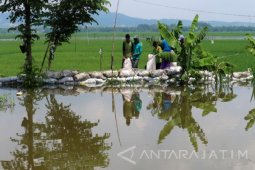 Banyak Petani Bojonegoro Tidak Ikut Asuransi