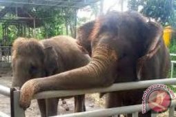 Anggota DPR Kunjungi Konservasi Gajah Di Bali