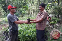 Pemkab Abdya salur bibit kopi robusta