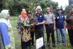 Mensos Tanam Durian Musangking