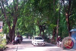 Pohon Rawan Tumbang Di Bekasi Dipangkas