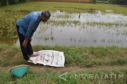 Salat di Pematang Sawah