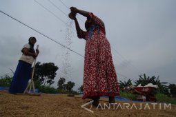 Produksi Gabah Turun