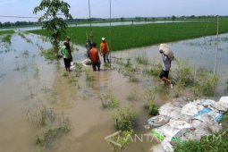 Pemkab Bojonegoro Tidak Bantu Petani Korban Banjir
