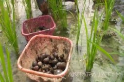 Hama Keong Serang Tanaman Petani Magetan